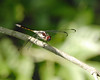 Dragonfly - Wilderness Park - Tampa, FL