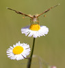 Painted Lady Butterfly - Taking a lunch break