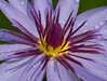 Water Lily